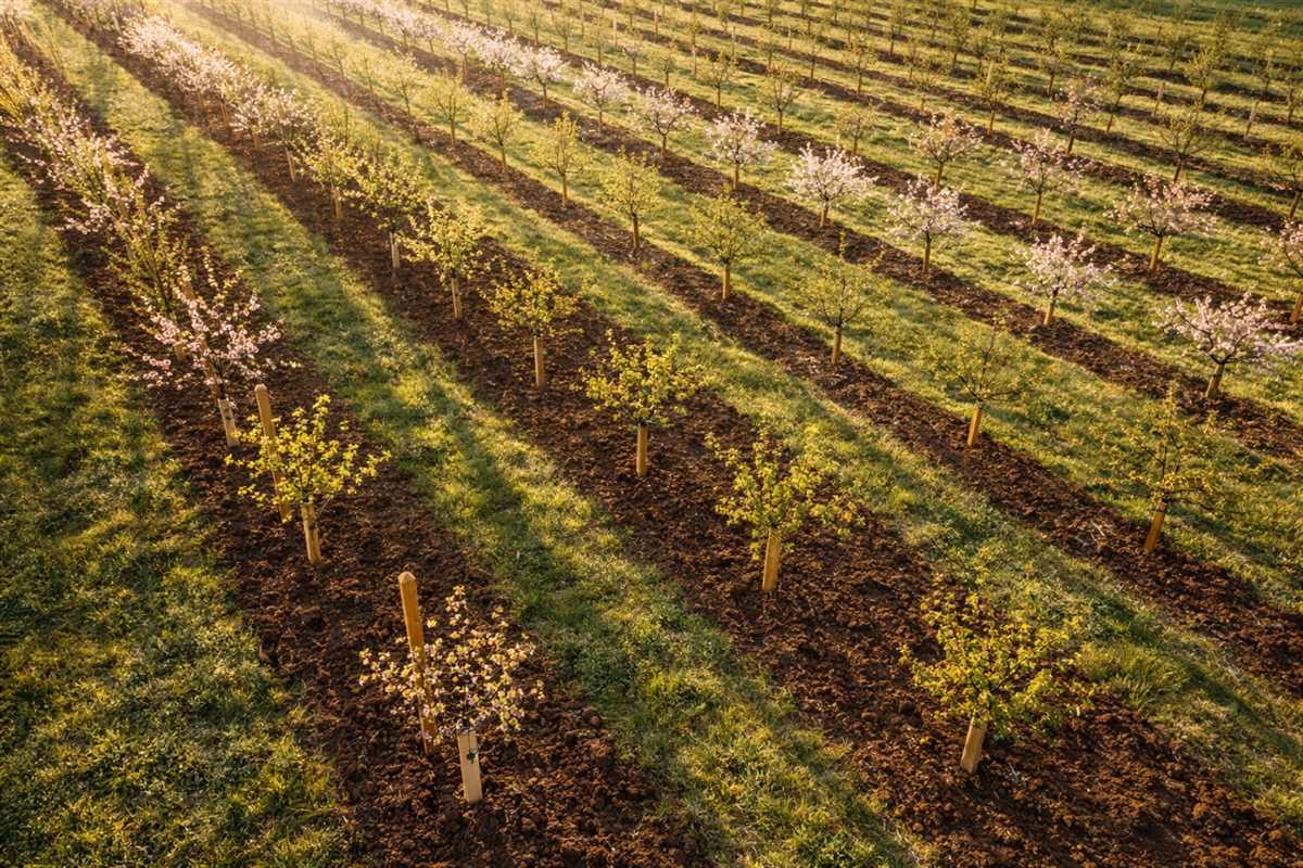 Neat rows of young fruit trees in a green orchard with blue sky