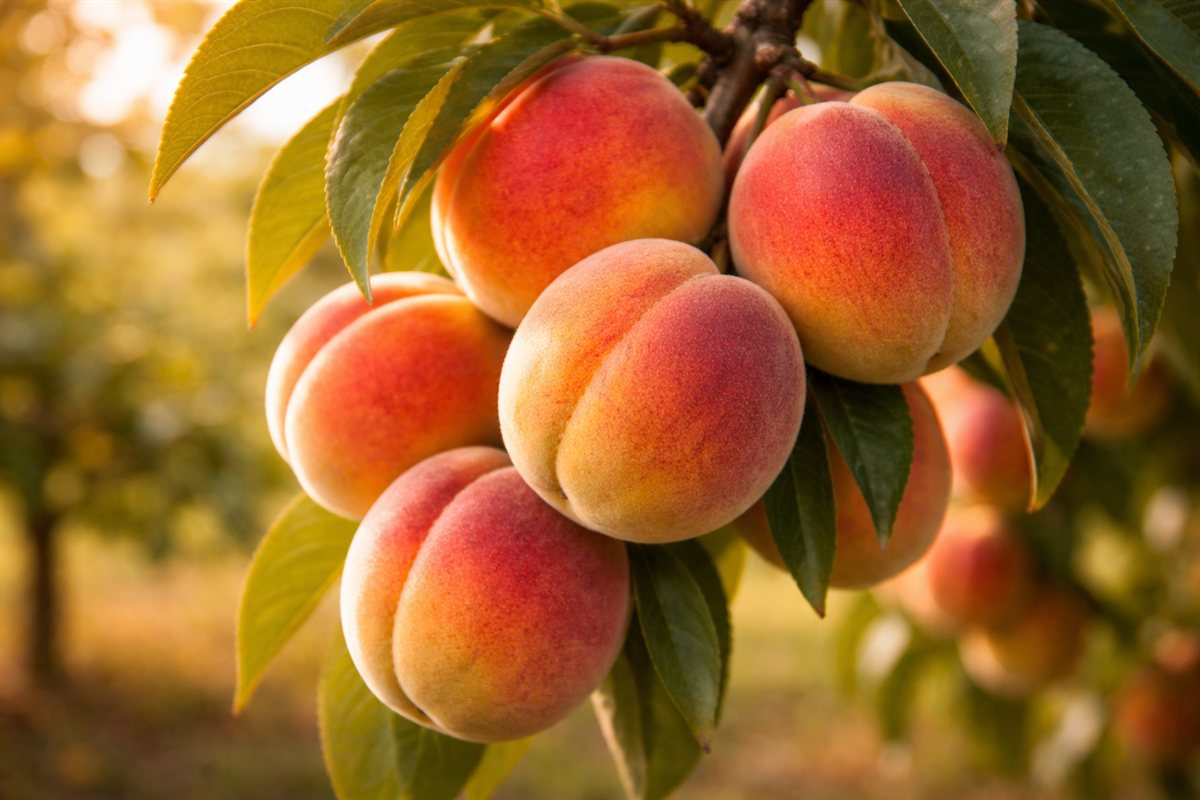 Ripe peaches with fuzzy skin on a branch in warm sunlight